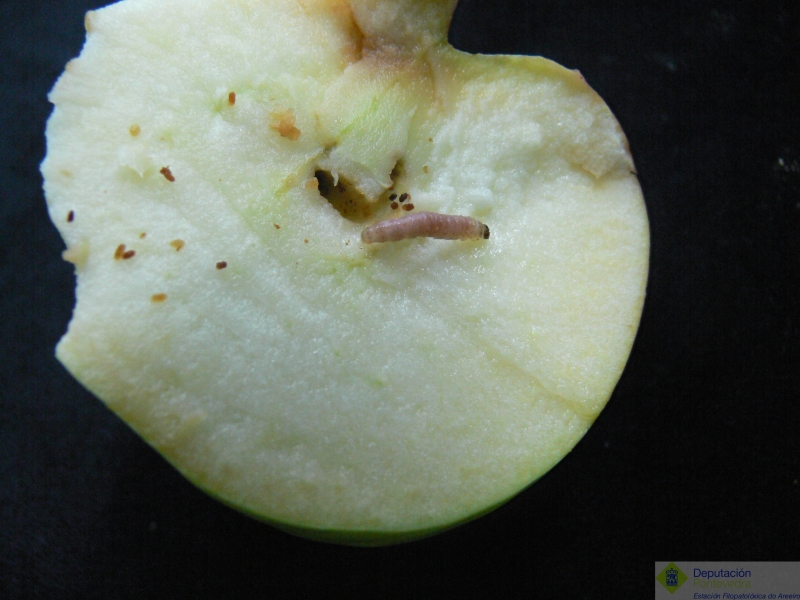 Oruga de Cydia pomonella y daño en fruto.jpg